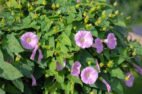 binkdwte|All About Bindweed